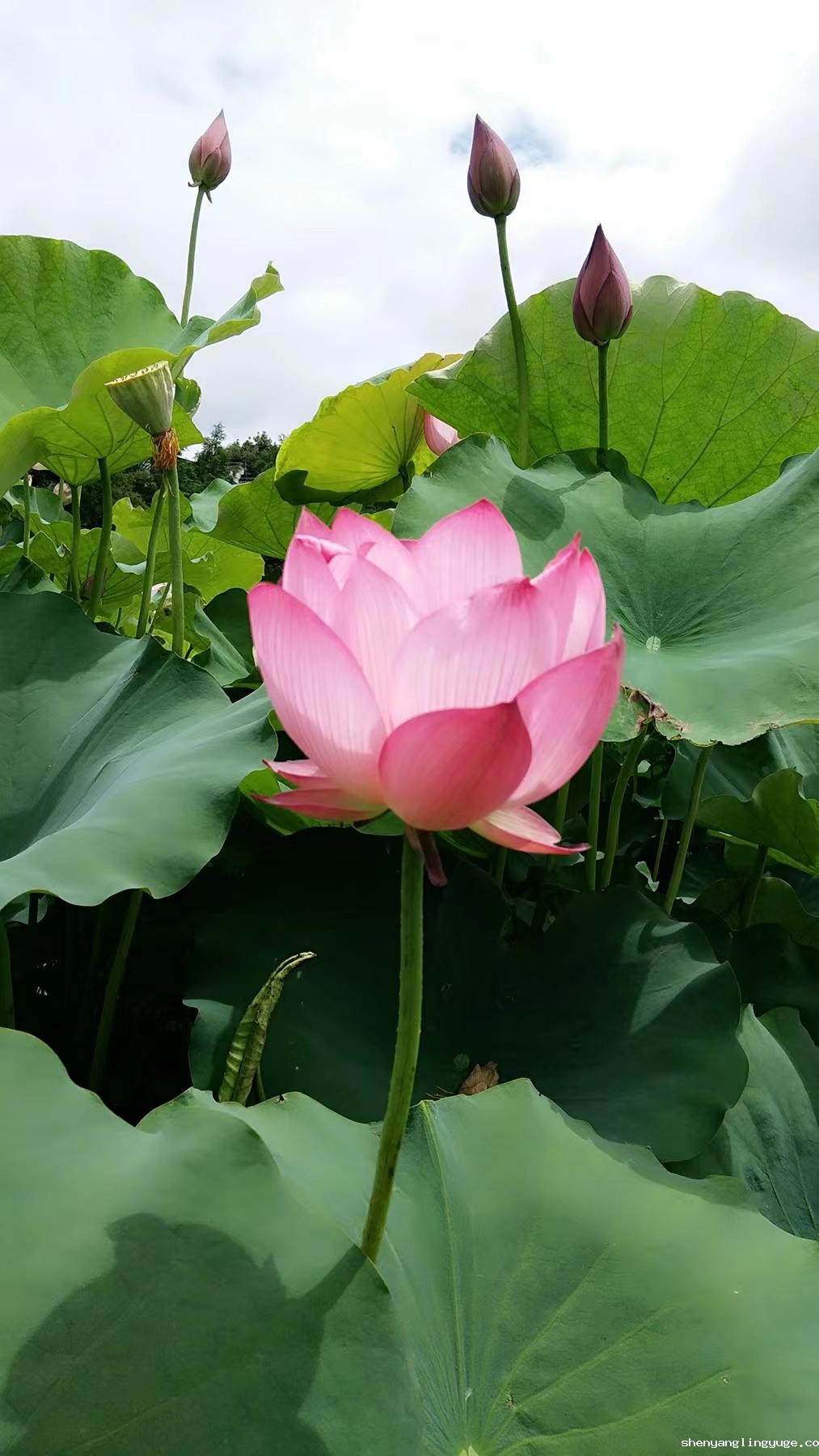 //www.shenyanglingyuge.com/hsdt/221.html